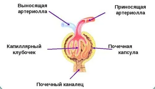 як лікувати гіпоплазію нирок