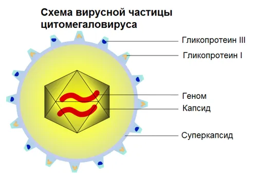 як лікувати цитомегаловірус під час вагітності
