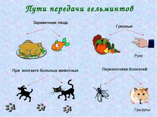 Як дізнатися, чи є глисти у людини? як лікувати глисти в крові