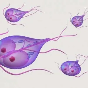 чи потрібно лікувати лямблії у дорослих