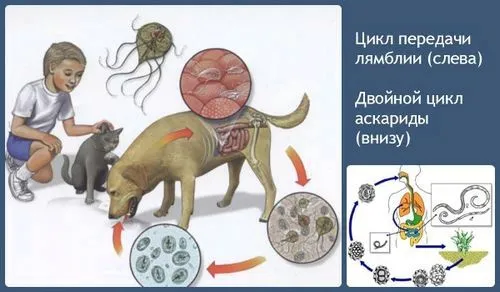 чи потрібно лікувати лямблії у дорослих