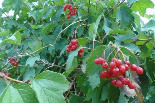 лікувати молочницю домашніми засобами