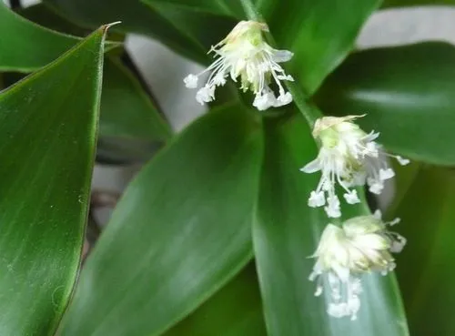 мазі з золотим вусом