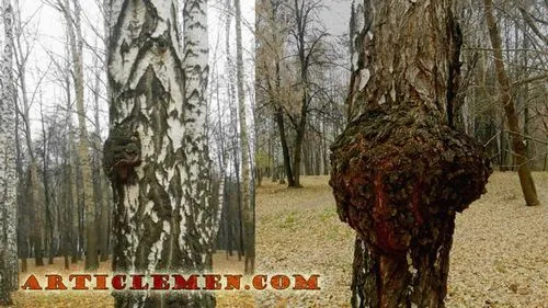 як лікувати рак чагой