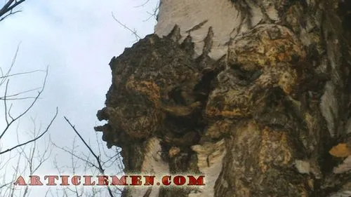 як лікувати рак чагой