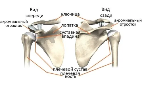 лікувати суглоби плечей