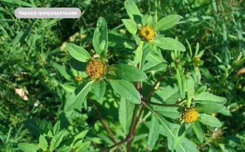 як лікувати грибковий дерматит