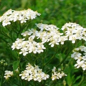 бешиха симптоми і лікування