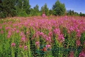 лікувати гастрит травами