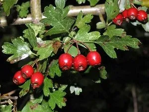 як лікувати діарею народними засобами