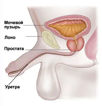 лікувати уретрит ліки
