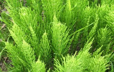 як лікувати шию якщо продуло