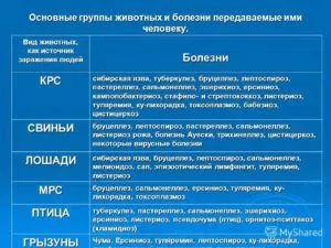 як лікувати пневмонію у телят