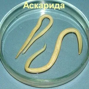як лікувати глисти в печінці