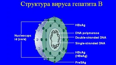 Діагностика гепатиту в гепатит б способи лікування