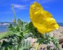 як лікувати ГРВІ з кашлем