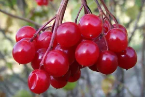 як лікувати алергію калиною