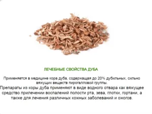 Кора дуба дітям від проносу - чи можна (при аденоїдах, в ніс, застосування) як лікувати аденоїди корою дуба