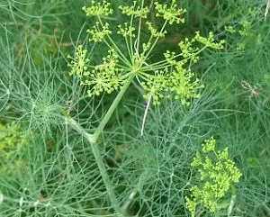 як лікуватися курячої жовчю