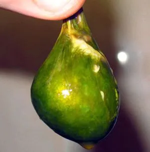 як лікуватися курячої жовчю