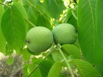 лікувати фіброзну мастопатію