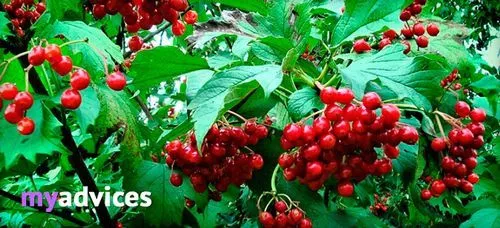 як лікувати алергію калиною