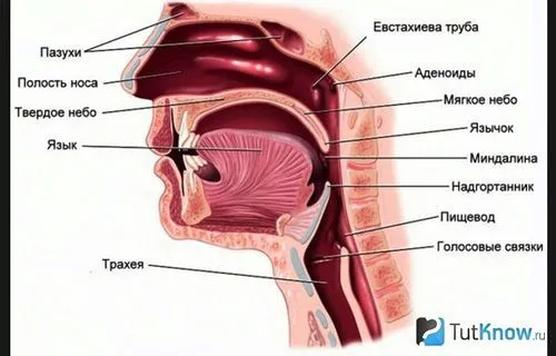 у дітей
