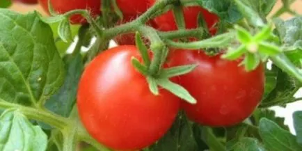 Tomate - prieten - descriere f1 și caracteristicile soiurilor, îngrijire recomandări