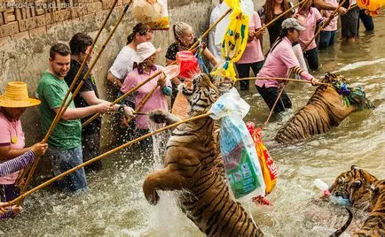 tiger Temple