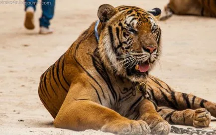 tiger Temple