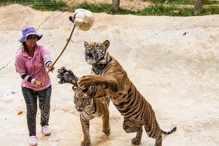 tiger Temple