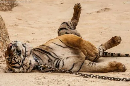 tiger Temple