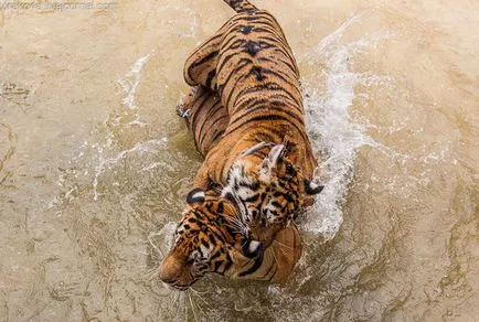 tiger Temple