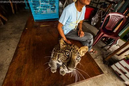 tiger Temple