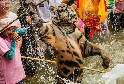 tiger Temple