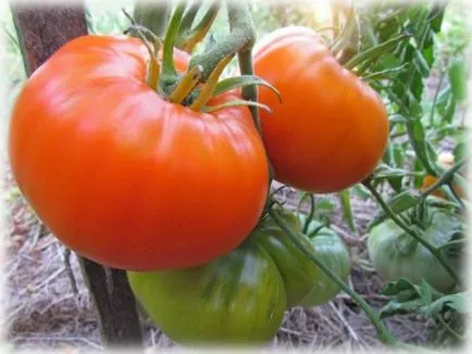 Алтай доматено червено, розово, оранжево описание на инструкциите за разнообразие и измиване