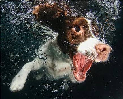 Photonews post-câine subacvatic - set Casto
