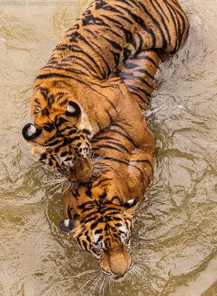 tiger Temple