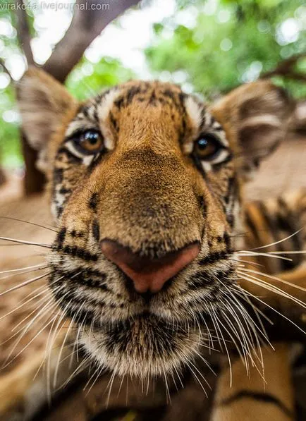 tiger Temple