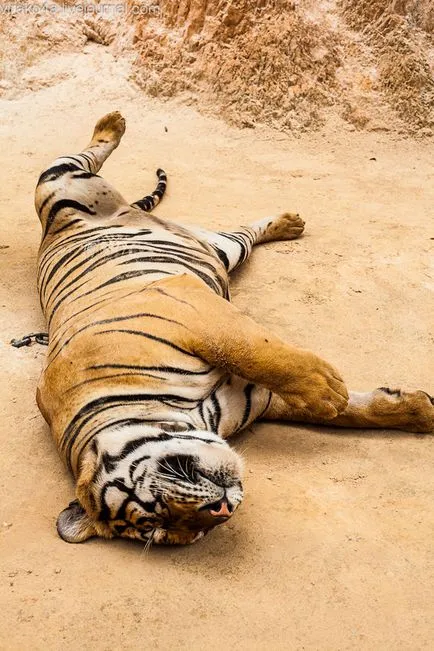 tiger Temple