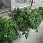 туберкульоз реально вилікувати