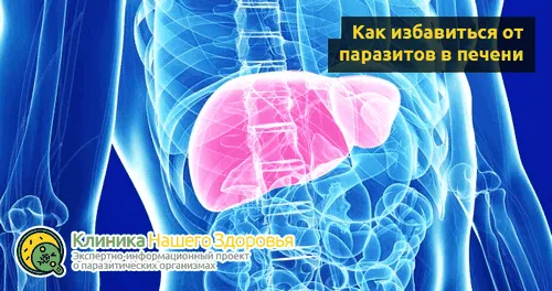як лікувати печінку від паразитів