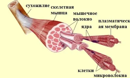 як лікувати розтягнення м'язів спини