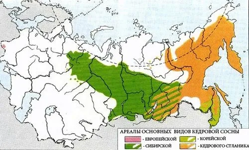 як лікувати отруєння кедровими горіхами