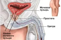 Чим лікувати баланопостит стоп ЗПСШ