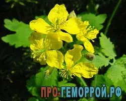 чистотіл від геморою