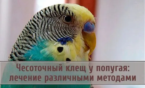 як лікувати коросту у хвилястих папуг