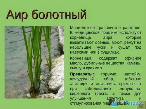 аїр болотний