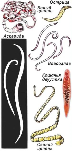 глисти у дітей