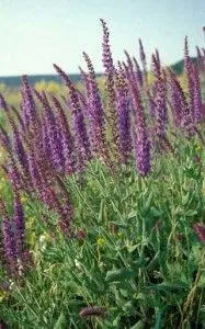 Лікування безпліддя шавлією як лікувати безпліддя шавлією
